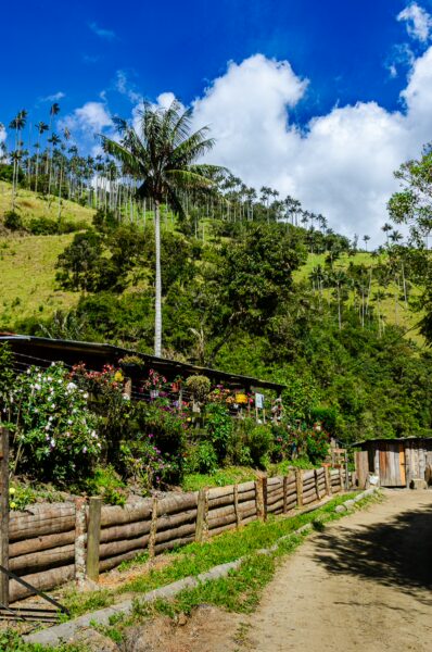 Colorful flowers adorn the wooden fence along a dirt path in Carbonera Valley, Quindío, with lush greenery and palm trees above.