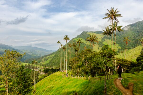 Lush green hills with tall wax palms rise against a blue sky in Cocora Valley, Quindío, Colombia, showcasing vibrant natural beauty.