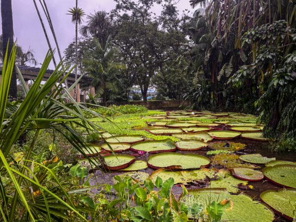 Vibrant green lily pads float on tranquil waters, surrounded by lush vegetation in Parque Santander, Leticia, Amazonas, Colombia.