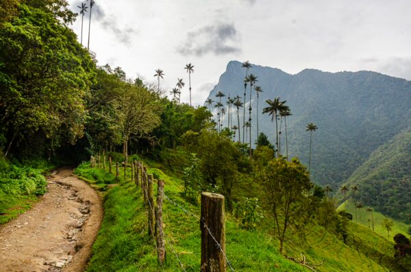 Lush green landscape with a winding dirt path, tall wax palms, and misty mountains in Cocora Valley, Quindío, Colombia.