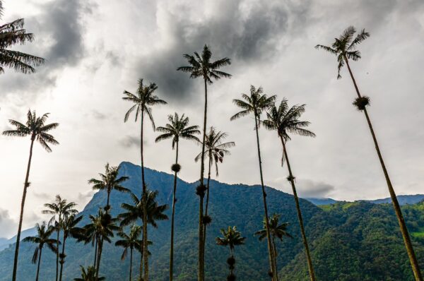 Tall wax palm trees tower over lush hills under a dramatic sky in Cocora Valley, Quindío, Colombia.