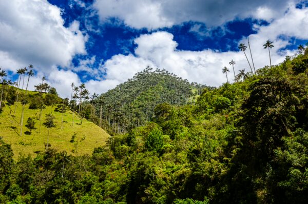 Lush greenery and tall palm trees rise against a vibrant sky in Carbonera Valley, Quindio, Colombia.