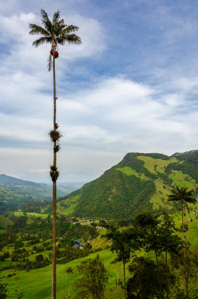 Tall wax palm trees rise above lush green hills in Cocora Valley, Quindío, Colombia, under a blue sky with soft clouds.
