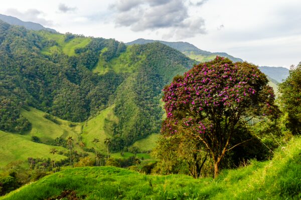 Vibrant purple flowers bloom on a tree amidst lush green hills in Cocora Valley, Quindío, Colombia.