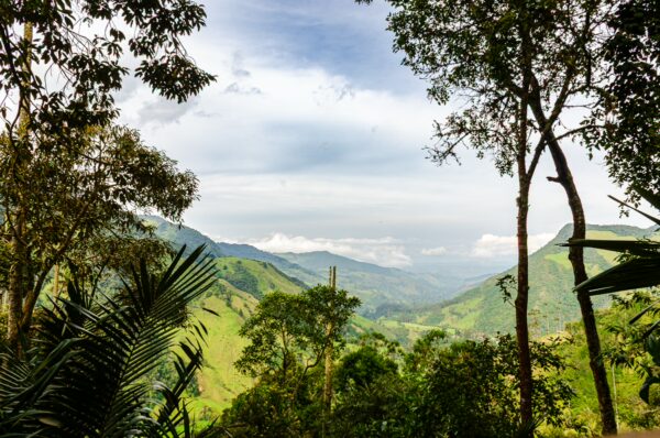 Lush greenery and rolling hills dominate Cocora Valley in Quindío, Colombia, with a soft mist hanging in the distance.