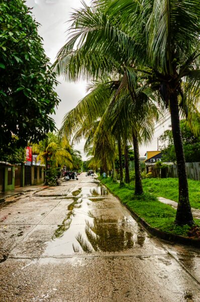 Lush palm trees line a wet street reflecting the overcast sky in Leticia, Amazonas, Colombia, capturing a tranquil atmosphere.
