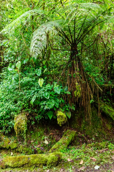 Lush green ferns and vibrant foliage create a rich landscape in Cocora Valley, Quindio, Colombia.