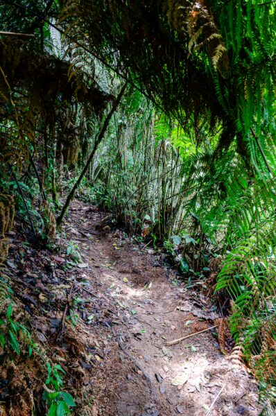 Lush greenery lines a narrow path leading towards Santa Rita Waterfalls in Salento, Quindío, Colombia.