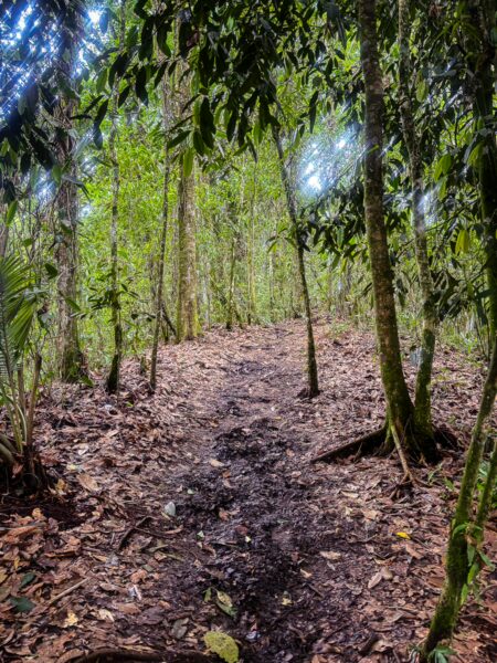 Lush greenery lines the muddy trail leading to the enchanting Santa Rita Waterfalls in Salento, Quindio, Colombia.