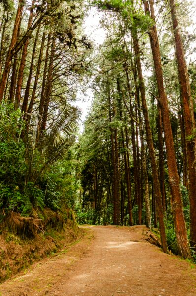 Tall, lush trees lining a dirt path in Cocora Valley, Quindío, Colombia, create a tranquil, green landscape.