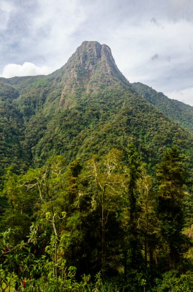 Lush greenery and towering mountains showcase the stunning beauty of Cocora Valley in Quindio, Colombia.