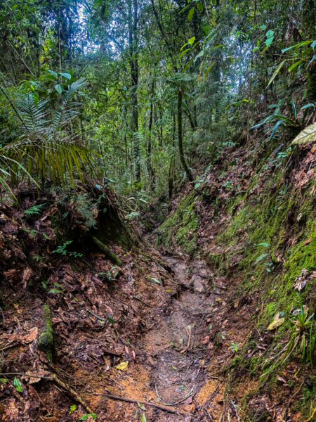 Lush greenery and rich earth tones line the trail leading to Santa Rita Waterfalls in Salento, Quindío, Colombia.