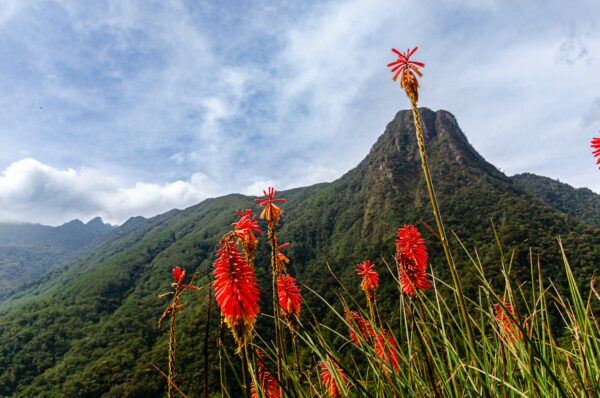 Vibrant red flowers bloom in the foreground against a lush green landscape and towering mountains in Cocora Valley, Quindio, Colombia.