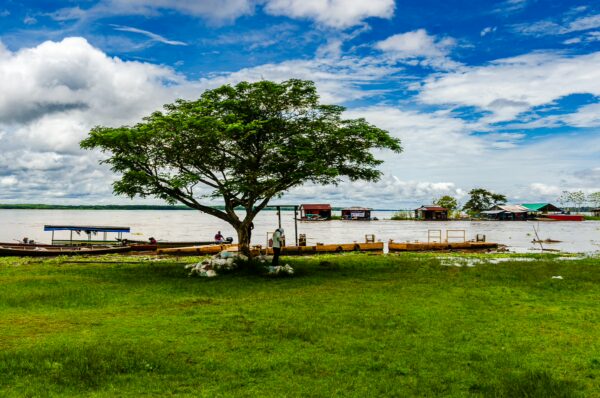 Lush green grass and a striking tree overlook the Amazon River in Puerto Narino, Colombia, under a bright blue sky.