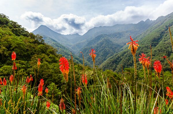 Vibrant red flowers contrast with lush green hills and misty mountains in Cocora Valley, Quindío, Colombia.