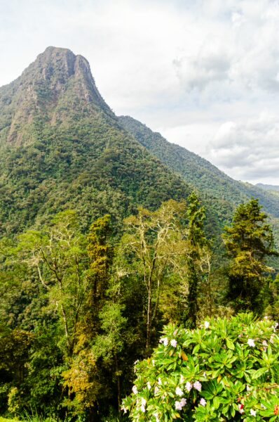 Lush greenery and vibrant flowers frame the stunning mountains of Cocora Valley in Quindio, Colombia, under a cloudy sky.