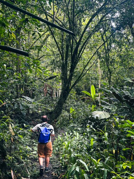 Lush green trails lead through dense rainforest toward Santa Rita Waterfalls in Salento, Quindio, Colombia.