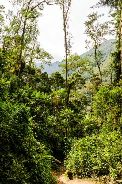 Lush greenery and tall trees frame a winding path through Cocora Valley, highlighting the natural beauty of Quindío, Colombia.