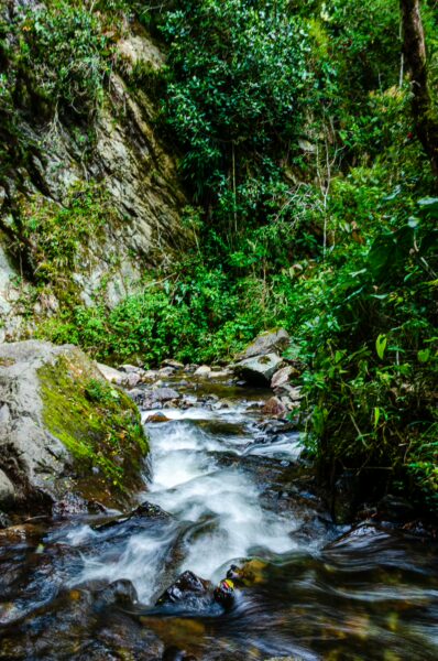 Flowing stream surrounded by lush green vegetation in Cocora Valley, Quindio, Colombia, showcasing vibrant nature.