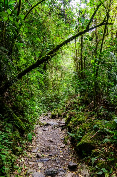 Lush greenery surrounds a rocky path in Cocora Valley, Quindio, Colombia, showcasing the area's vibrant biodiversity.