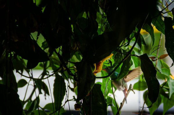 Vibrant green leaves frame a colorful hummingbird near the Santa Rita Waterfalls in Salento, Quindío, Colombia.