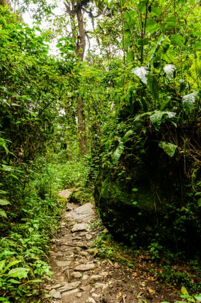 Lush green vegetation lines a rocky pathway in Cocora Valley, Quindio, Colombia, highlighting the region's rich biodiversity.