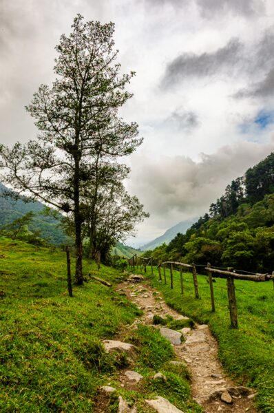 Lush green landscape with a gravel path lined by a wooden fence, framed by trees and mountains in Cocora Valley, Quindio, Colombia.