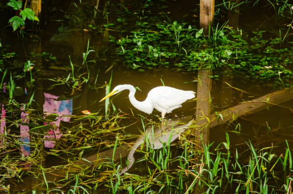 Great egret wading through reflective waters amidst lush greenery in Leticia, Amazonas, Colombia.