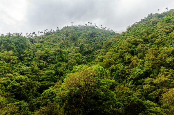 Lush greenery with diverse trees and palm-covered hills in Cocora Valley, Quindío, Colombia under a cloudy sky.
