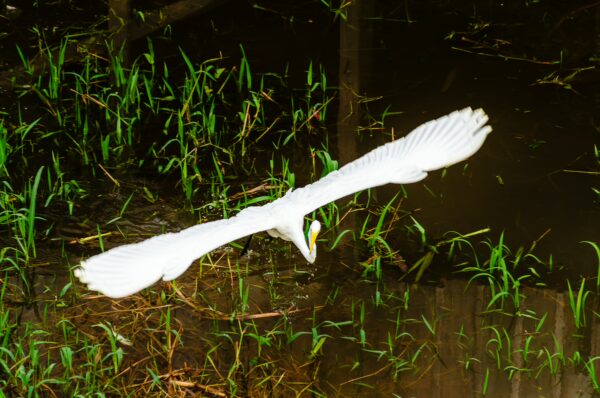 Great egret gracefully flying above lush green grass along the water in Leticia, Amazonas, Colombia.