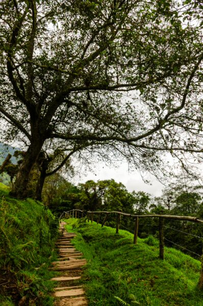 Lush green pathway lined with grass and trees, leading through the serene Cocora Valley in Quindío, Colombia.