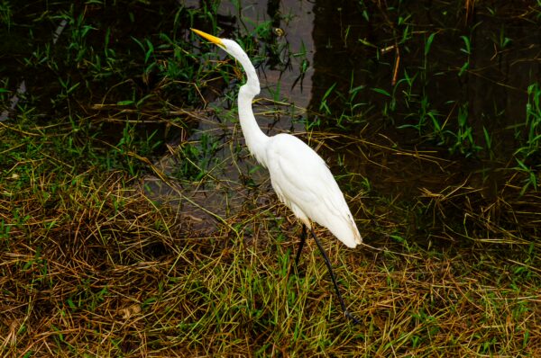 Great egret wading in lush green grasses along the water's edge in Leticia, Amazonas, Colombia.