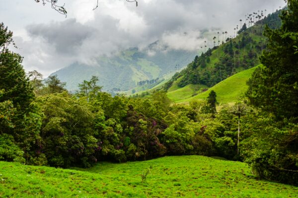 Lush green hills and dense trees under a cloudy sky in Cocora Valley, Quindio, Colombia showcase vibrant natural beauty.