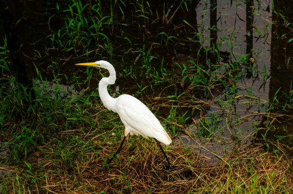 Great egret wading through lush green grass by the water in Leticia, Amazonas, Colombia, showcasing its striking white feathers.