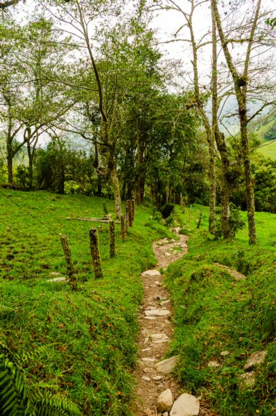 Lush green path winding through Cocora Valley with tall trees and rustic fencing, set against a misty hillside in Quindío, Colombia.