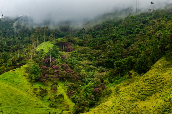 Cocora Valley's lush, green hills are dotted with vibrant purple flowers and tall wax palms under a misty sky in Quindío, Colombia.