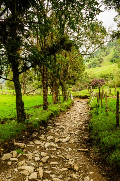 Rocky trail lined with lush green trees leads through Cocora Valley, Quindio, Colombia, showcasing vibrant natural scenery.