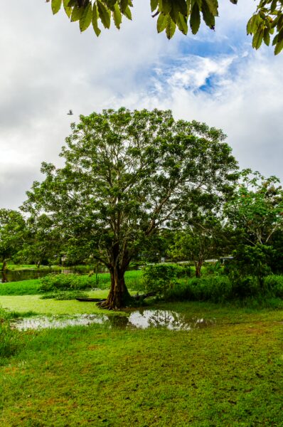 Lush greenery surrounds a large tree beside a tranquil pond in Leticia, Amazonas, Colombia, under a cloudy sky.