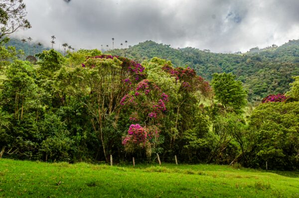 Lush green hills of Cocora Valley adorned with vibrant purple flowers against a cloudy sky in Quindío, Colombia.