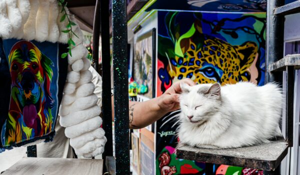 A white cat relaxes on a ledge, surrounded by bright murals and colorful street art in Comuna 13, Medellín, Colombia.