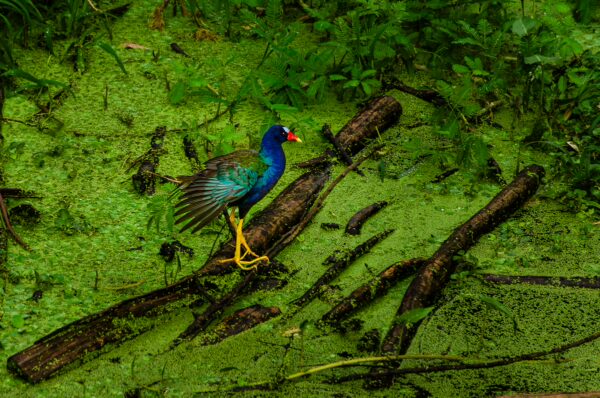 Vibrant purple gallinule with striking blue and yellow plumage stands on submerged logs amidst lush green aquatic vegetation in Leticia, Amazonas, Colombia.