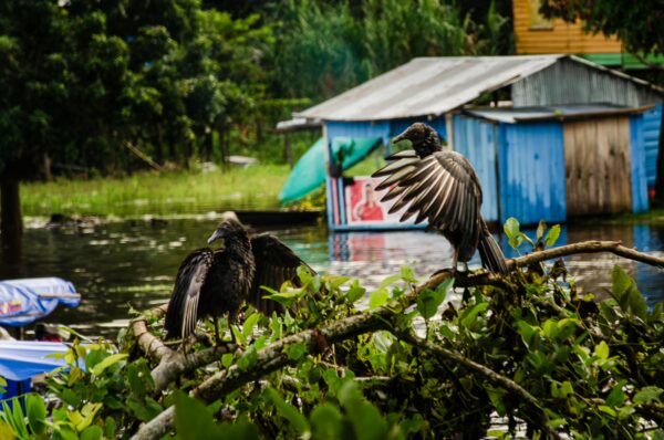 Vultures perched on green foliage near a colorful riverside house in Leticia, Amazonas, Colombia, surrounded by lush greenery.