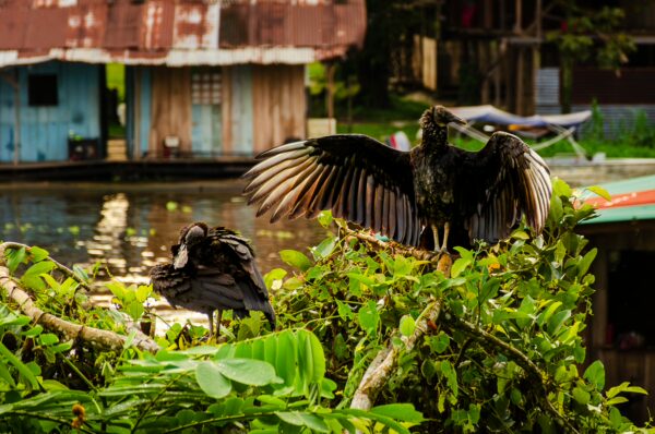 Two vultures perch on lush greenery by calm waters in Leticia, Amazonas, Colombia, with colorful wooden houses in the background.