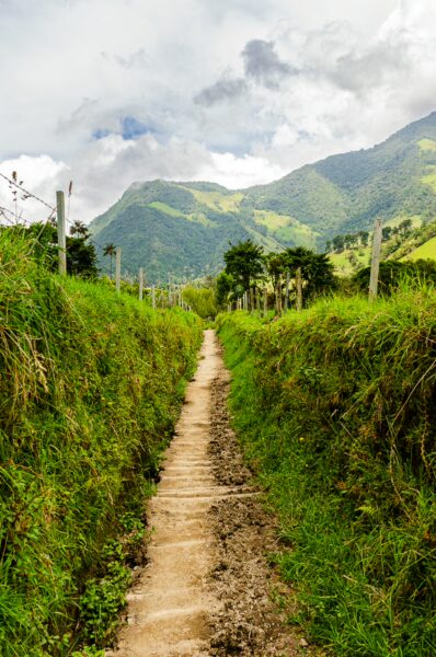 Lush green grass lines a winding dirt path leading through Cocora Valley, with mountains rising majestically in the background, Quindío, Colombia.