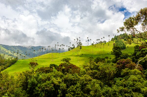 Cocora Valley in Quindío, Colombia, showcases lush green hills adorned with towering wax palm trees under a cloudy sky.