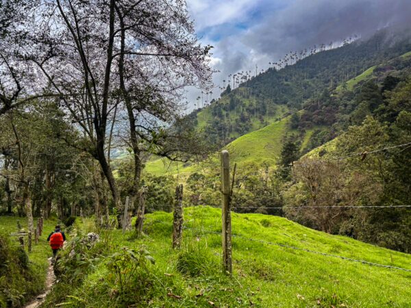 Lush green hills and trees frame a solitary hiker in Cocora Valley, Quindío, Colombia, under a cloudy sky.
