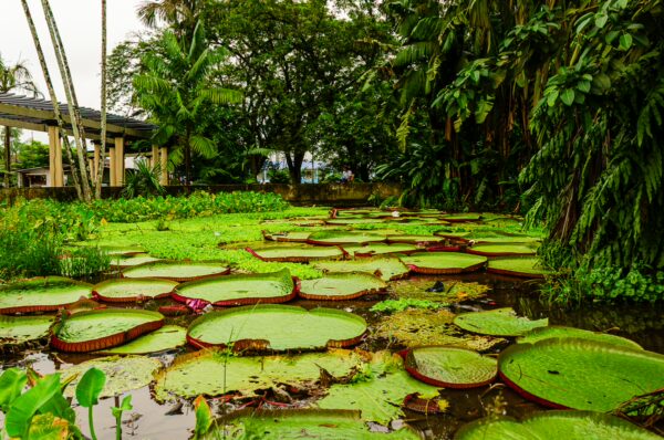 Giant water lilies float on a serene pond surrounded by lush greenery in Parque Santander, Leticia, Amazonas, Colombia.