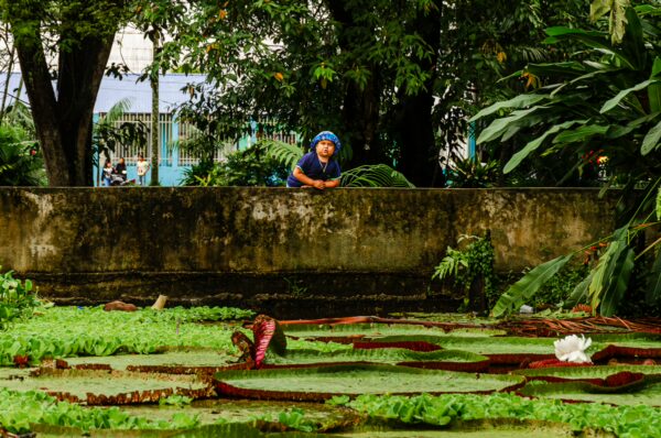 Colorful water lilies and lush greenery surround a serene pond in Parque Santander, Leticia, Amazonas, Colombia, with a visitor admiring the scene.