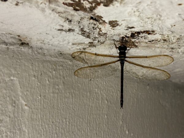 Transparent-winged dragonfly resting on a ceiling in Leticia, Amazonas, Colombia, showcasing intricate details and colors.