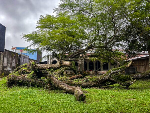 Lush green grass surrounds a large fallen tree in Leticia, Amazonas, Colombia, with buildings in the background under a cloudy sky.